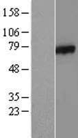 CSRNP1 / AXUD1 Protein (Over-Expression Lysate Myc-DDK (Flag))