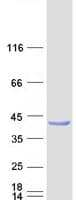 Human PPIL6 Protein (Recombinant Myc-DDK (Flag))