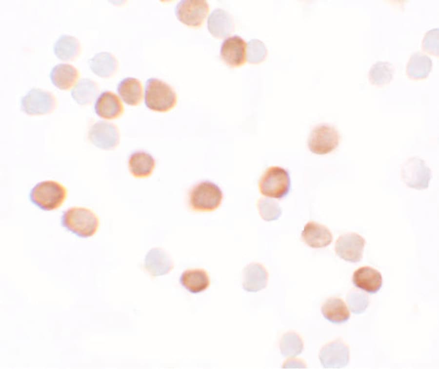 KREMEN2 Antibody