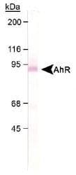 AHR Antibody (C-Terminus, DY488)