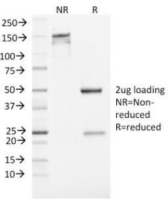 Monoclonal Mouse anti-Human ENO2 / NSE Antibody (clone ENO2/1462, Azide-free,BSA-free, IHC, IF)