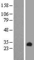 Pirin / PIR Protein (Over-Expression Lysate Myc-DDK (Flag))