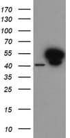 ANXA7 / Annexin VII / SNX Antibody (aa105-411, clone OTI1C3, Carrier-free)