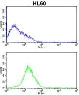 SERPINB7 / MEGSIN Antibody (aa108-137)