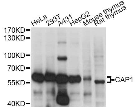 CAP1 Antibody