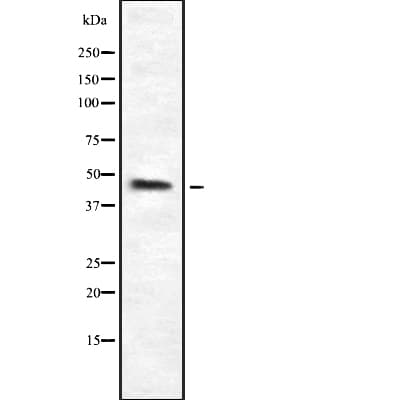 HPD Antibody