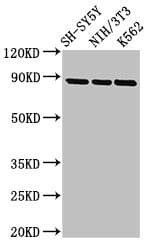 NTRK1 / TrkA Antibody