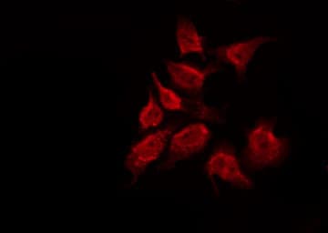 ABL1 / c-ABL Antibody