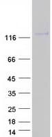 Human CD44 Protein (Recombinant Myc-DDK (Flag))