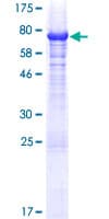 Human MAGE10 / MAGEA10 Protein (Recombinant GST)