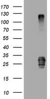 CD99 Antibody (clone OTI1E12, Carrier-free)