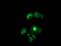 NUDT6 Antibody (clone OTI6H3)