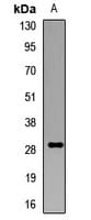 GS28 / GOSR1 / p28 Antibody