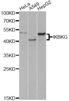 IKBKG / NEMO / IKK Gamma Antibody