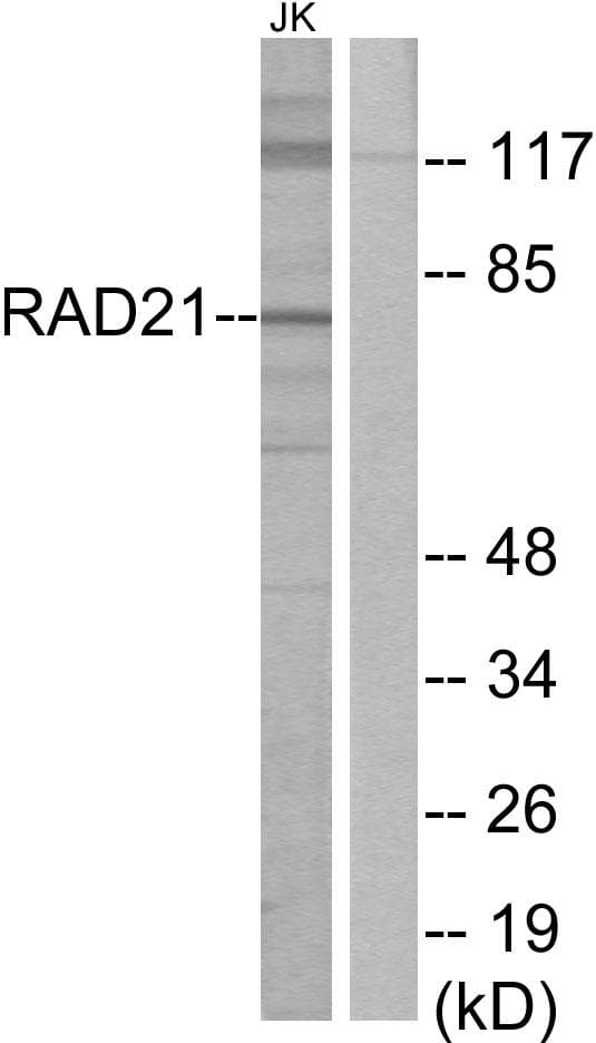 Polyclonal Rabbit anti-Human RAD21 Antibody (WB)