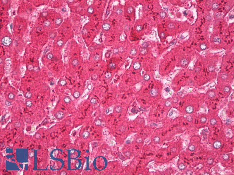 PathPlus™ HP / Haptoglobin Antibody (aa19-406)