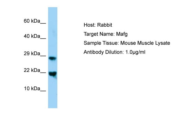 MAFG Antibody (N-Terminus)
