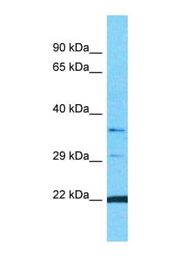 OR10G9 Antibody (C-Terminus)