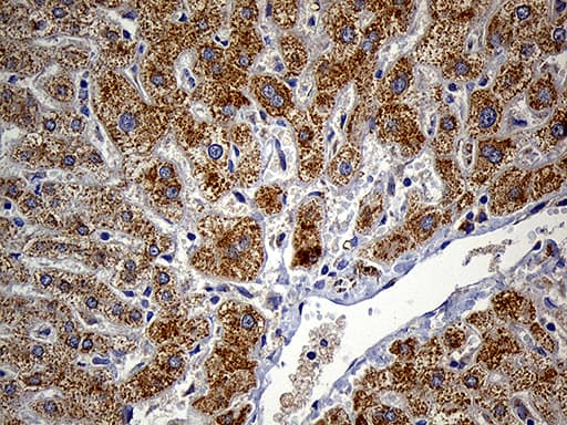 FAM54A / DUFD1 Antibody (clone OTI1A7, Carrier-free)