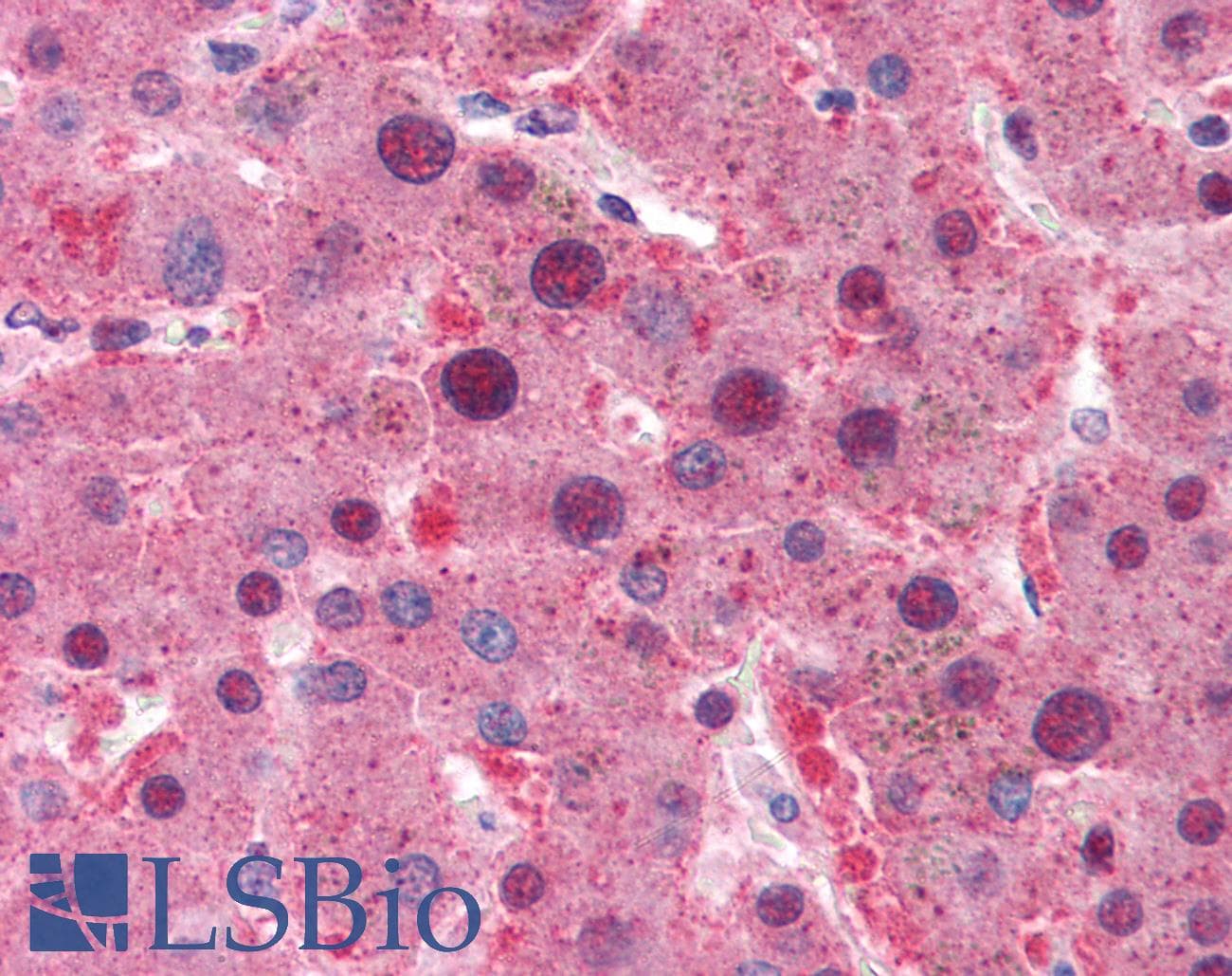 PathPlus™ MYC / c-Myc Antibody (aa400-450, clone 9E10)