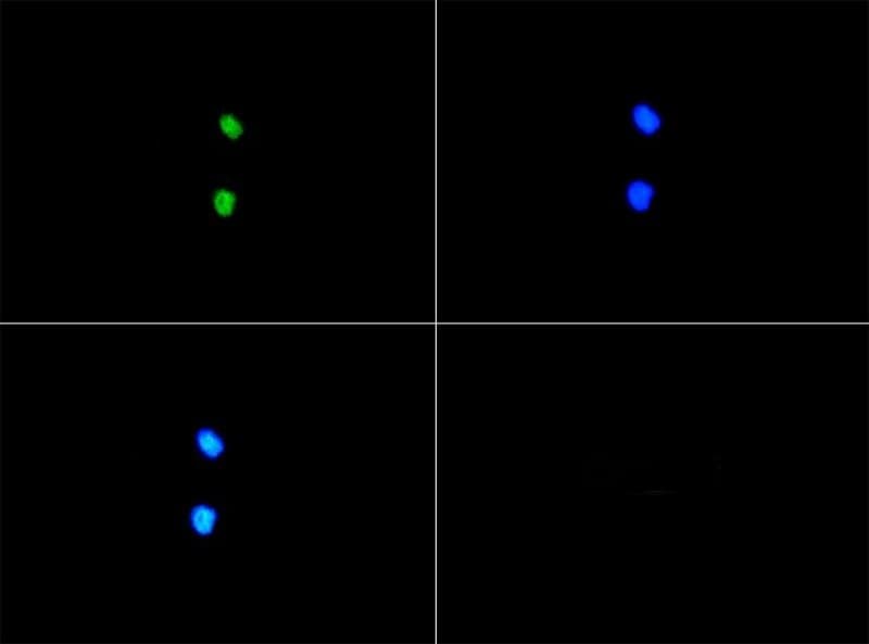 SERF1A / SERF1 Antibody