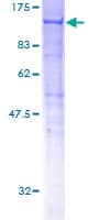 Human HOOK2 Protein (Recombinant GST)