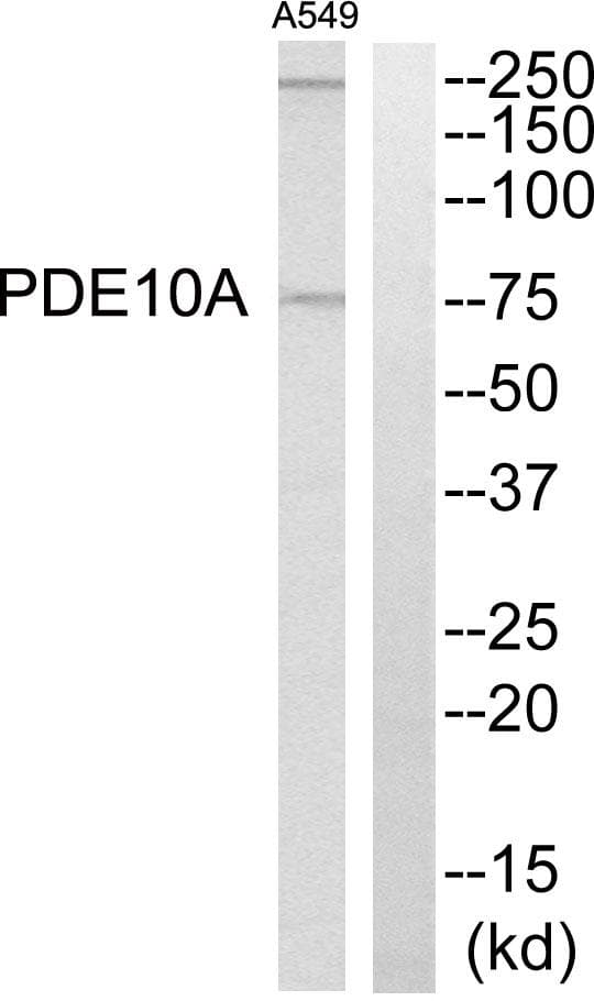 PDE10A Antibody