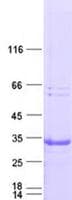Human KLK8 / Kallikrein 8 Protein (Recombinant DDK,C-terminus)