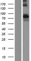 PDE4C Protein (Over-Expression Lysate Myc-DDK (Flag))
