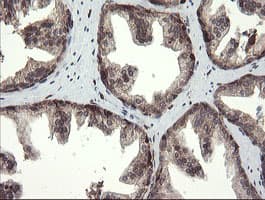 TMEM173 / STING Antibody (clone OTI4H8)