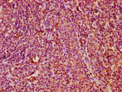 KLRC3 / NKG2E Antibody