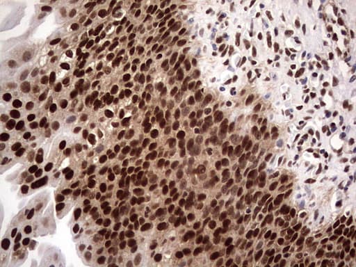 C14orf166 Antibody (clone OTI1E5)
