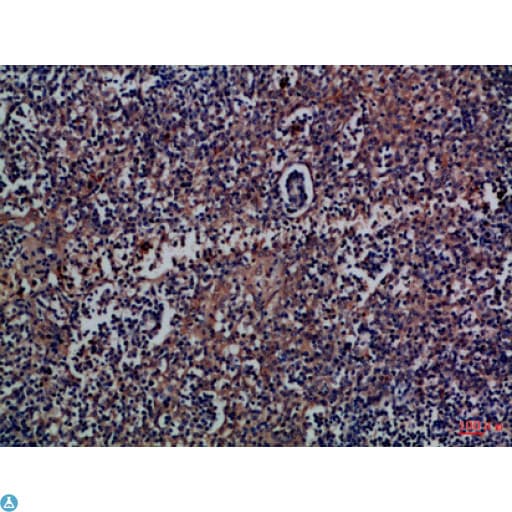 CD300A Antibody