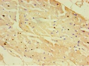 NXF3 Antibody (aa1-531, Biotin)