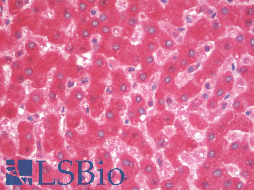 IHC-plus™ Polyclonal Goat anti-Human Complement C4 Antibody (IHC)
