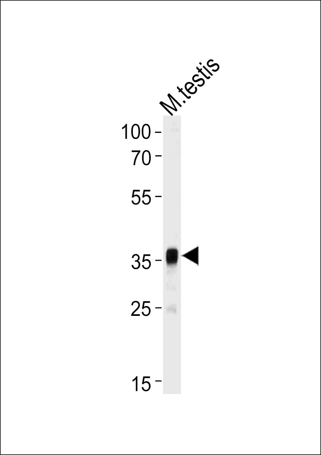 Polyclonal Rabbit anti-Mouse PBK / TOPK Antibody (aa58-86, WB)