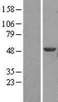 PTK6 / BRK Protein (Over-Expression Lysate Myc-DDK (Flag))