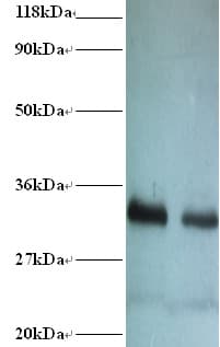 RPA2 / RFA2 / RPA34 Antibody (HRP)