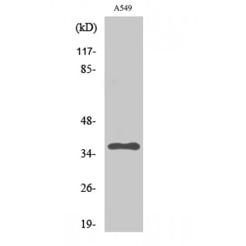 PP2Ac / PPP2CA Antibody (250-330 aa)