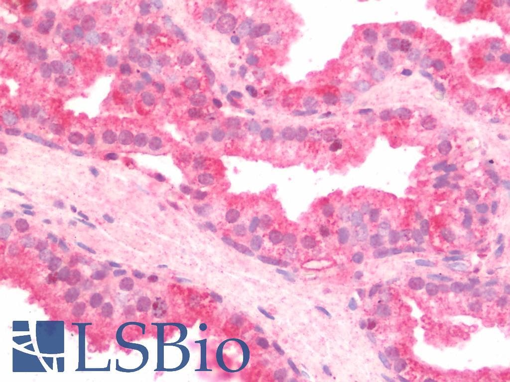 IHC-plus™ RLN2 / Relaxin 2 Antibody