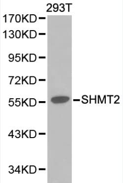 SHMT / SHMT2 Antibody