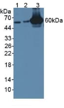 GBP4 / Mpa2 Antibody (aa1-304, APC)
