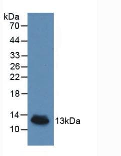 IL8 / Interleukin 8 Antibody (Cy3)