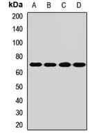 URAT1 / SLC22A12 Antibody