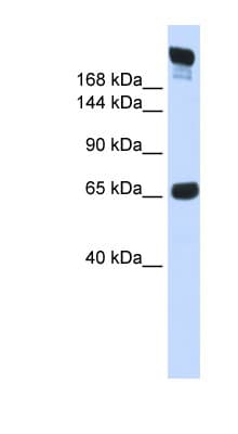 SI / Sucrase Isomaltase Antibody (aa144-193)