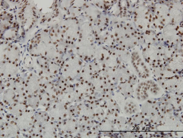 TCEA3 Antibody (clone 4E11)