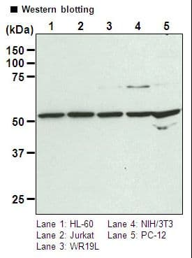 DDX6 Antibody
