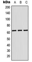 IHC-plus™ KRT84 / Keratin 84 / KRTHB4 Antibody (aa326-365)