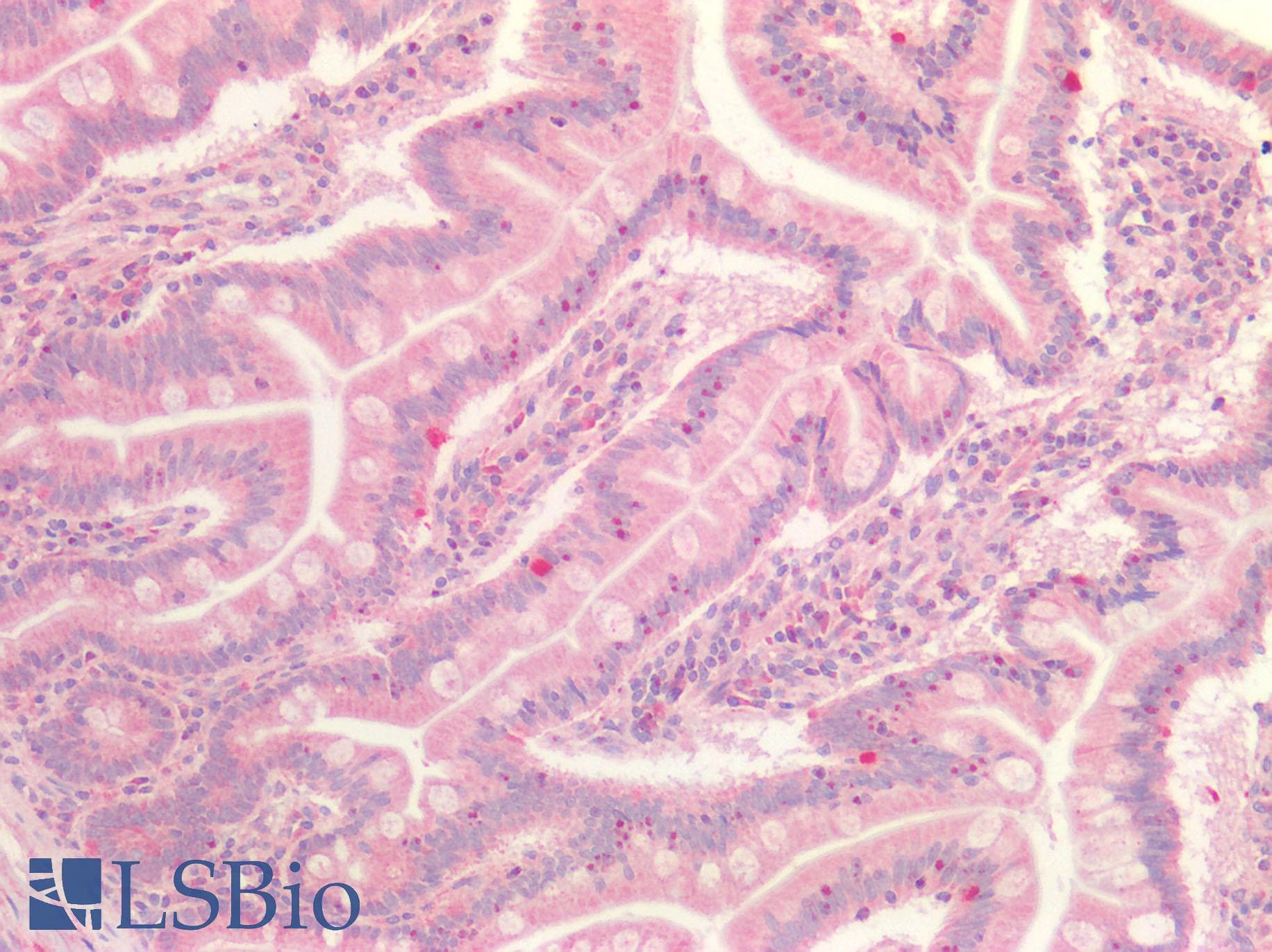 GBP2 Antibody