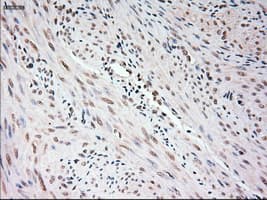 USP13 Antibody (clone OTI4G1)